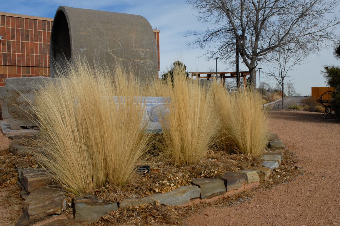 Mexican Feather Grass